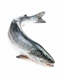 Vinnaren är den som når den lägst summerade tiden. En av världens största insjölaxar I Vänern simmar 35 olika fiskarter, vilket gör sjön till Sveriges artrikaste.