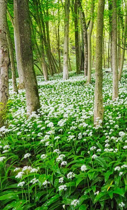 I det moderna köket är även potatissallad och ramslökspesto populära rätter att tillaga. Wild garlic (Allium ursinum) is a rather rare species but on Halle- and Hunneberg it is plentiful.