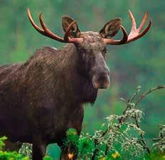 Du får lära dig allt om älgar, vilda djur, den kungliga älgjakten samt kultur och fauna på bergen.