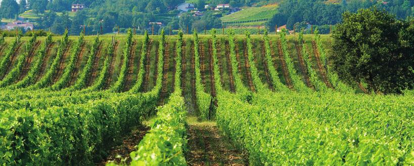 Rhône Frankrike Delas Freres Denna syrahpassionerade vinproducent i norra Rhône finns i den lilla byn St. Jean de Muzols vid själva foten av de sluttningar som utgör deras egna Saint Josephvingårdar.