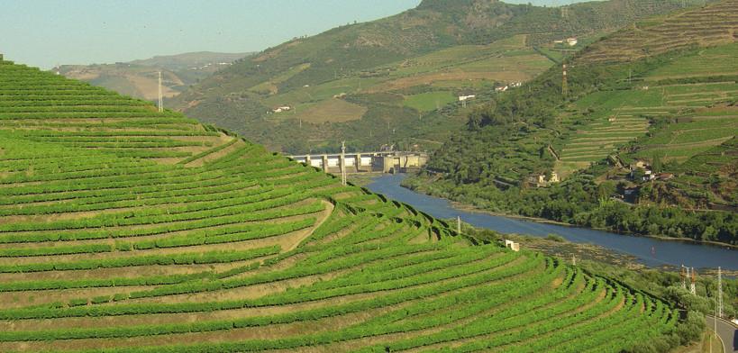 Portugal Alentejo Quinta do Mouro 1989 planterade tandläkaren Miguel Douro sex hektar vingård i Estremoz i hjärtat av Alentejo.