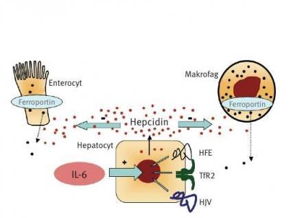 Järnbalans vid inflammation. Höga nivåer av interleukin-6 (IL-6) inducerar hepcidinsyntesen.