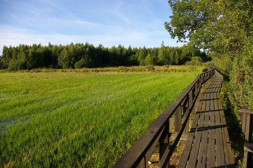 bilden av rik natur gentemot en allt fattigare natur. Om detta stämmer riskerar den negativa trenden för biologisk mångfald att förvärras i stora delar av världen.