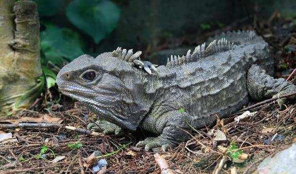 BRYGGÖDLOR - Tuatara.