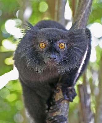 Madagaskar har genom sin isolering utvecklat arter av djur och växter som inte går att finna någon annanstans i världen.