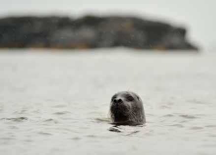 Sälsafari på Måkläppen SVAMP OCH SMAK Kom och upplev naturens under på en guidad vandring i ett av Sveriges äldsta natur- och fågelskyddsområde. Upplev knubbsäl och gråsäl i deras naturliga miljö.