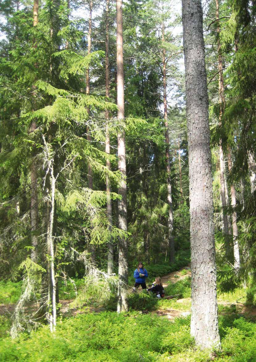 Mindre vattensalamander Den mindre vattensalamandern kan bli upp till 10 cm lång, är