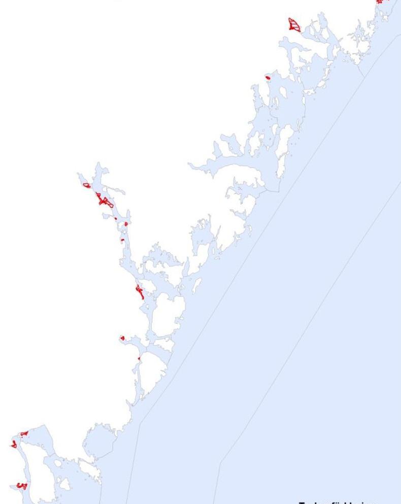 Svavelvätebakterier och gasavgångshål i Skönviken. Foto: SGU Vid inventeringen längs kusten kartlades 20 områden med fiberrika sediment och 33 mindre områden klassades som fiberbankar.