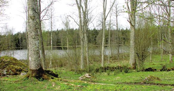 Efter stormen expanderade granen och under hela 1900-talet tätnade skogen allt mer. Skogen som betades fram till 1980 har bara plockhuggits för husbehov.