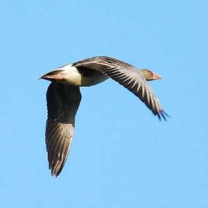 FRUKOST MED KVITTER Lördag 13 maj klockan 7-9 Naturreservatet Skäret Upplev vårfåglar med kunniga guider från fågelklubben.