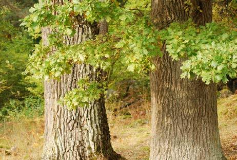 Arrangör: Park- och naturavdelningen, Eskilstuna GLÖGGMYS VID ELDEN Torsdag 30 november