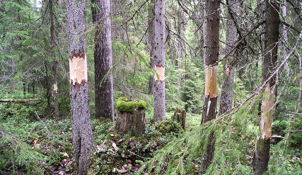 Egenskaper hos behandlade granar De behandlade träd som undersöktes var tämligen lika med avseende på stamdiameter (tabell 1).