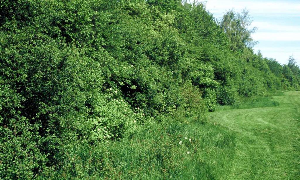 En av de tidigaste är von Bahrska häcken i Uppsala, som planterades under förra sekelskiftet i utkanten av staden för att skydda odlingslotter och bostäder mot nordanvinden (Gustavsson & Ingelög