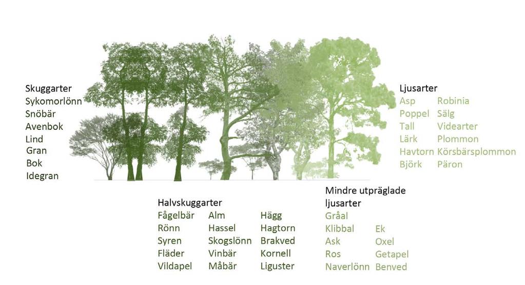 F6: Illustration över ljus- och skuggarter. Gjord utifrån Gustavsson och Ingelög 1994, s. 218. övre trädskiktet planteras med fördel växter som trivs i ljusare förhållanden.