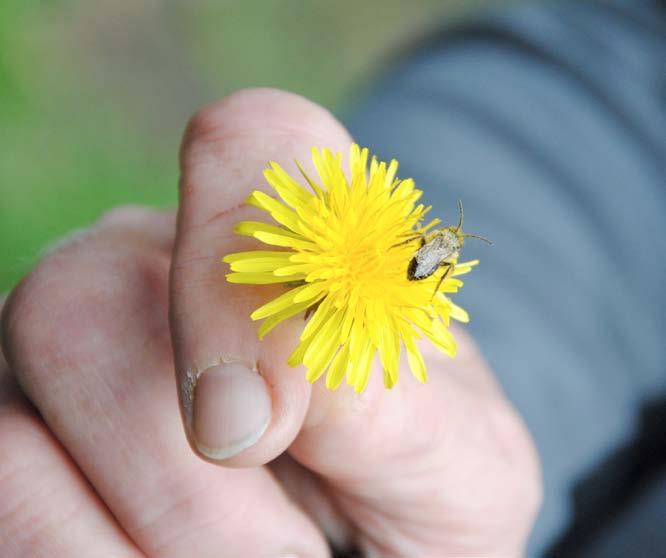 En varierad miljö klassas av Boverket som ett av fyra upplevelsevärden som människor uppskattar i landskapet (Landskapets upplevelsevärden 2007, s. 19).