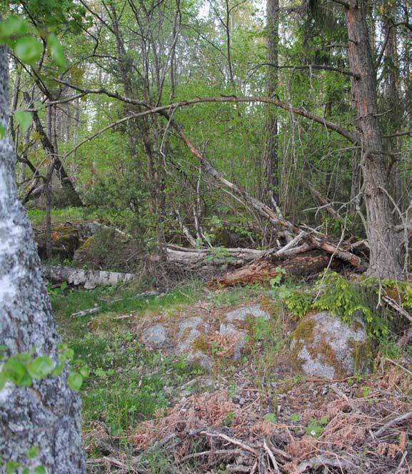 Naturligt är positivt Det som nämns som naturligt eller naturlikt skapar ofta en positiv känsla hos människor (Andersson 2009, 2. 25). Det gäller även naturlika planteringar.