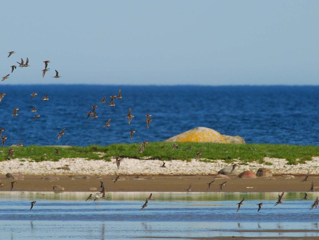 Bebyggelsepåverkad kust och strand