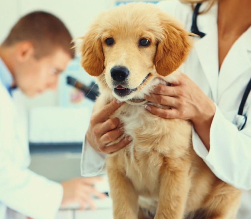 Veterinärer I USA finns ca 25 000 veterinärkliniker samt 45 000 klinker som behandlar små djur. Ca 130 miljoner hundägare besöker dessa årligen.