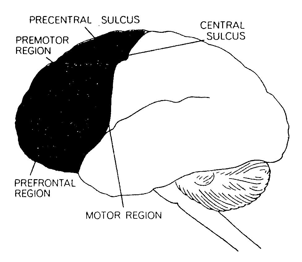 proprioception (feedback från muskler) Parieto-occipital zon: rumslig samordning Lillhjärnan, förlängda ryggmärgen Vakenhetsgrad, motoriska program Block 2 Block 3 Nacklob till centralfåran Sensorisk