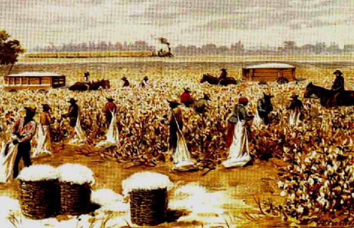 Bomullsodling byggt på slaveri Under industrialiseringen ökade efterfrågan på bomull till den