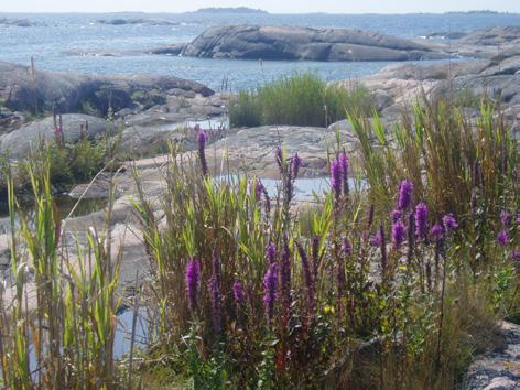 Båtliv och miljön En ren och vacker natur är en förutsättning för ett rikt båtliv.