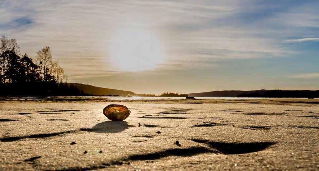 Ingrid Larsson-Sunne Fotoklubb Diplom klass 5 - färgbild natur Ingrid Larsson-Ebb i Fryken Juryns