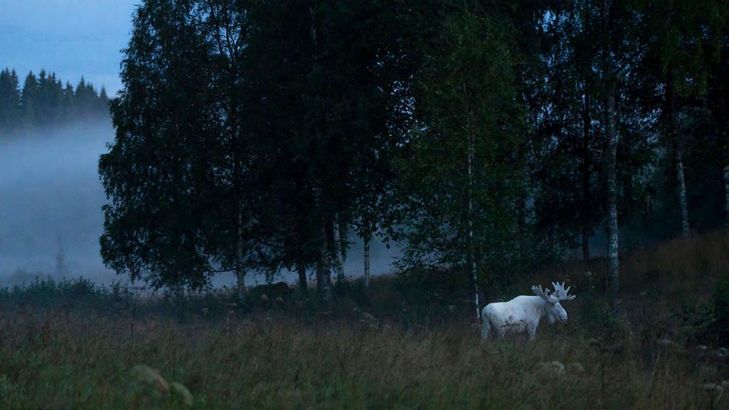 Vinnare av klass 5 - färgbild natur Tommy Pedersen-ghost Tommy Pedersen-Naturfotograferna Arvika Juryns motivering: