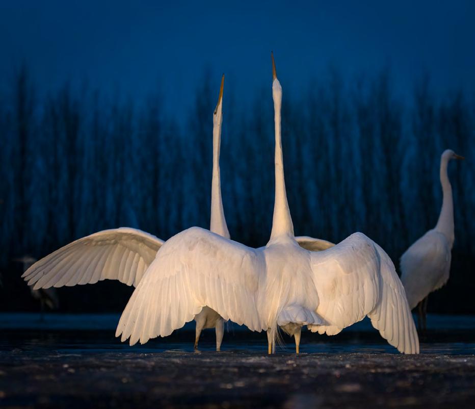 Hans Flyman-Naturfotograferna Arvika 3:e plats klass 5 - färgbild natur Hans Flyman-Nattlig dans Juryns motivering: