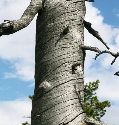 Kapitel 3. Målbild för hänsyn till död ved Död ved förekommer både som stående träd i form av högstubbar, torrträd och torrakor och som liggande träd, lågor.