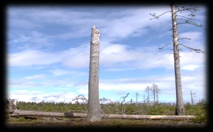 Beskrivning Den döda veden är viktig för biologisk mångfald och i den obrukade naturskogen uppgår mängden död ved till 50-80 m3/ha.