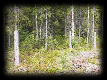 Ny stående död ved kan skapas motsvarande minst 3 träd/ha genom högkapning/ringbarkning i såväl solbelysta som skuggiga lägen och av alla trädslag i gallring och slutavverkning.