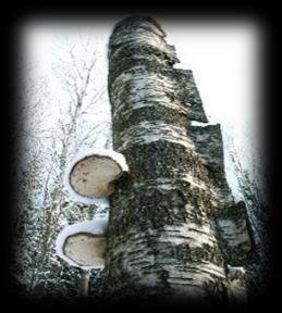 Undantag kan gälla större sammanhängande områden med död skog som får åtgärdas för anläggning av ny skog enligt kraven i Skogsvårdslagen.