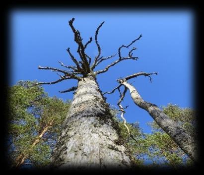 En del arter trivs i solbelysta miljöer där det är varmt, som i zonmiljöer längs sjö och myr, på hyggen eller i bryn mot odlingsmark.