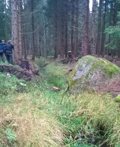 Avverka inte fler träd än nödvändigt för att kunna utföra rensning. Ljusinsläpp kan orsaka snabb igenväxning, särskilt på bördiga marker.