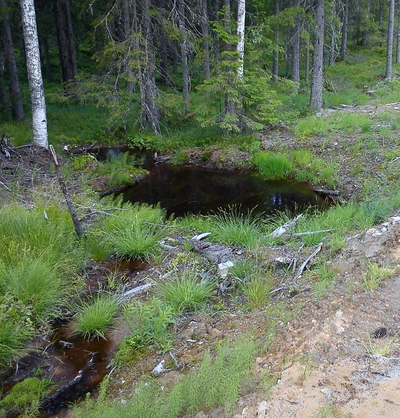 Figur 11. Slamgrop i slutet av ett vägdike. Därefter vidtar ett översilningsområde på cirka 20 meter innan dikesvattnet mynnar i bäck.