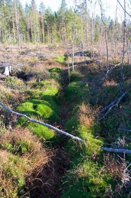 Notera även skyddsdikets relativt flacka kanter. Foto: Eva Ring Figur 5.