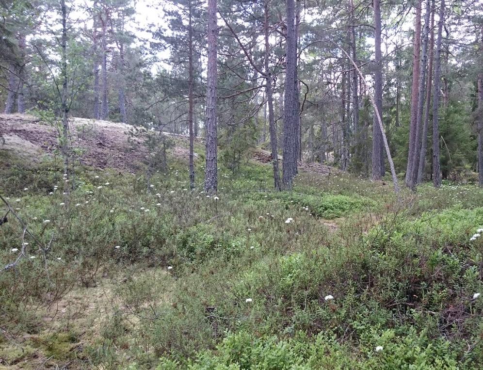 ker och tidigare hävdad mark. Nedan beskrivs de objekt som berörs av markkabelsträckornas utredningsområde. I kraftledningsgatan österut består terrängen av hällmark med mycket berg i dagen.