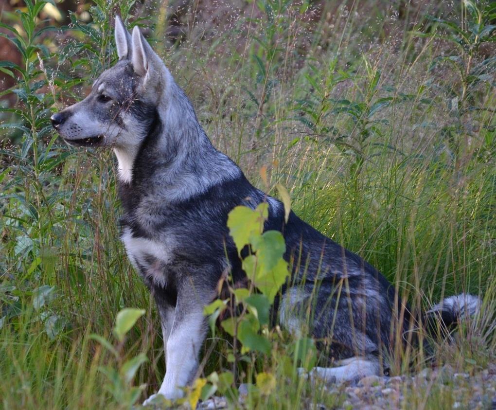 Årligen dödar vargar 15 jakthundar i skogen under jakt. Största delen av i skogen dödade hundar är harhundar. Största delen av dråpen inom vargreviren eller på gränsen till reviret.