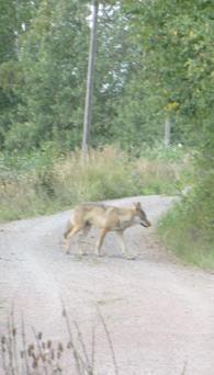 Huvudmål: Snabbt reagera på vargproblem och förebygga skador. VARGAR SOM BESÖKER GÅRDAR I alla vargrevirområden kan vargar enskilda gånger röra sig nära områden där människor är bosatta.