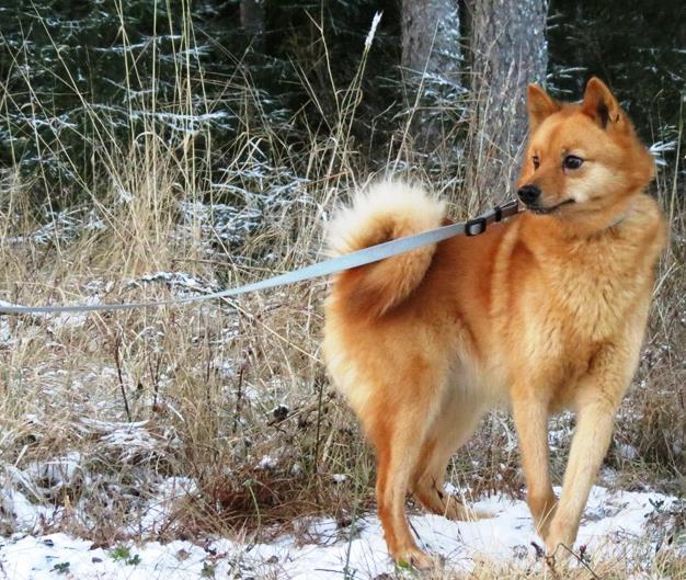 Ersatta av varg orsakade hundskador under 2000-talet Vargen dödat 32 hundar/år under 2000-talet Av dödandet