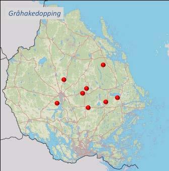 Den häckar både i sjöar, skärgårdsvikar och i anlagda vatten. Gråhakedoppingen upptäcks ofta på vattnet eller genom de speciella skriken.