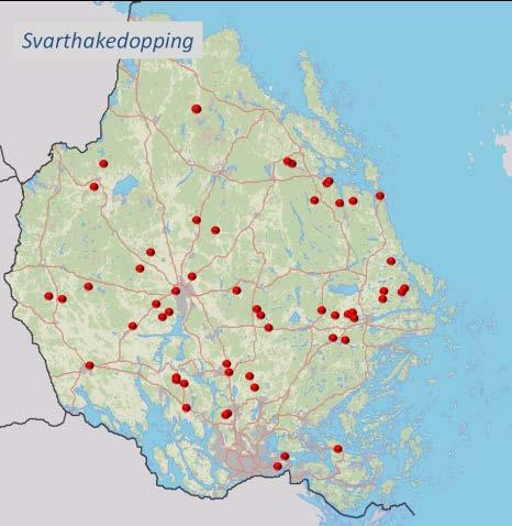 Vid inventeringen påträffades 12 par häckande i de anlagda vattnen fördelade på 8 vatten i Uppsala, Norrtälje och Östhammars kommun. I Nyländadammen fanns 5 par, åtminstone 4 par + 1 ex.