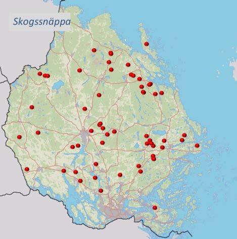 34 Enkelbeckasin därför till 17 par. 17 par Enkelbeckasinen har rapporterats från 15 vatten.