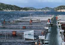 $ Schimbări după descoperirea aurului negru În anii 1970, economia norvegiană a trecut printr un proces rapid de restructurare după descoperirea unor mari câmpuri de petrol în Marea Nordului.
