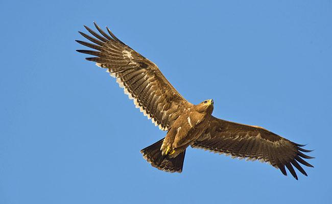 Jask ligger på en lång halvö och förhoppningsvis får vi möjlighet till lite havsfågelspaning, i första hand efter den persiska Puffinus persicus (som dock heter arablira på svenska), men det beror på