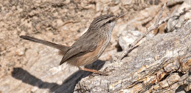 Snårsångare, en liten rastlös gynnare. Foto: Magnus Ullman Dag 9: Vi lämnar kusten och kör till berget Genu cirka 3 mil norr om Bandar Abbas.