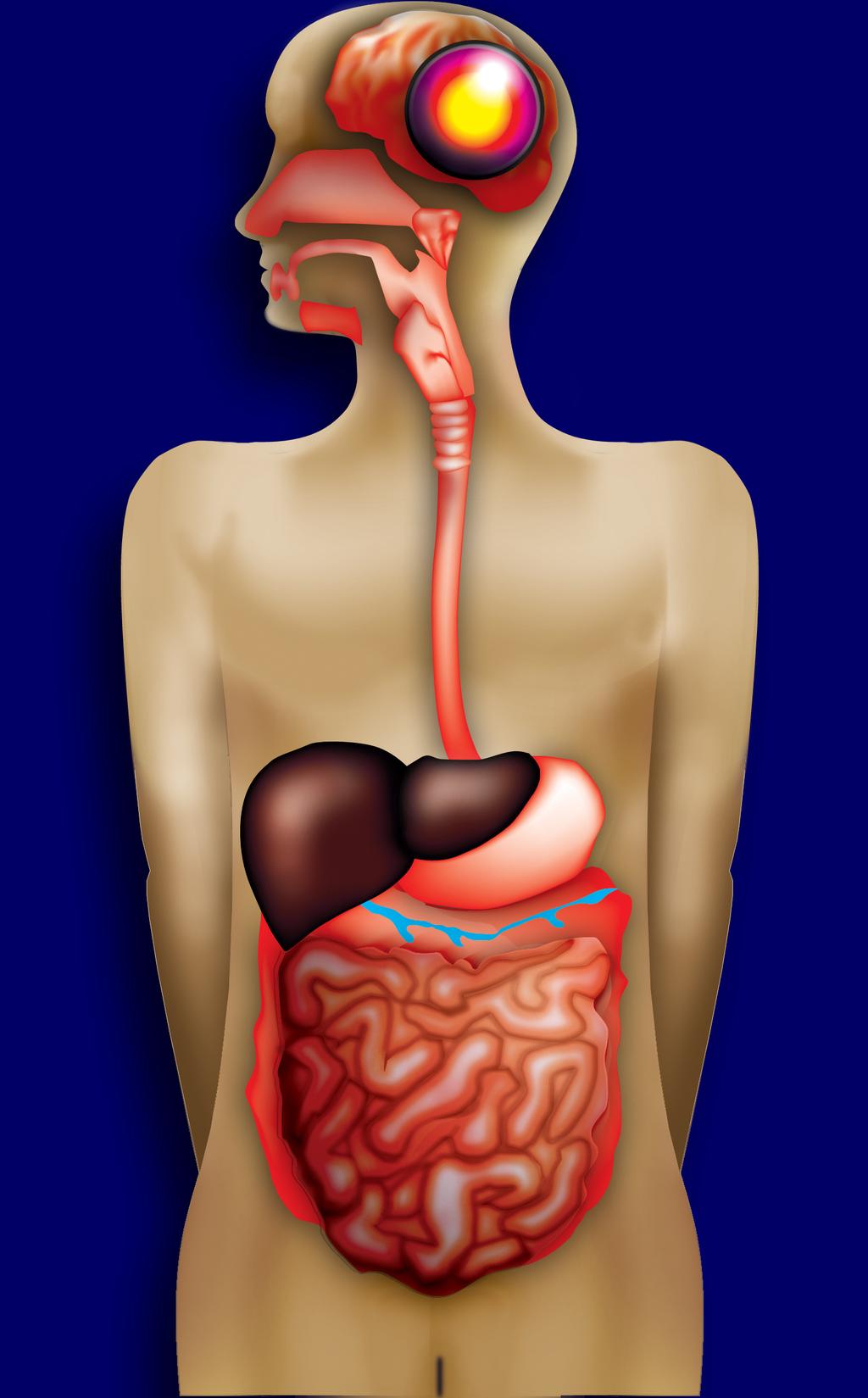 gut axis) Enteriska nerv systemet (ENS)