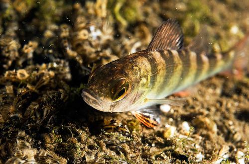 Ökad kalciumnivå i blodet hos kustfisk på samtliga lokaler förstärker bilden av en försämrad jonreglering.