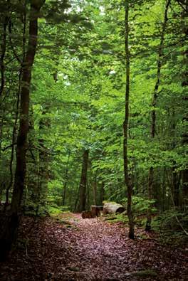 natursevärdheter Getgarsudde Slottsbron Naturreservat i Kangerud utanför Slottsbron.