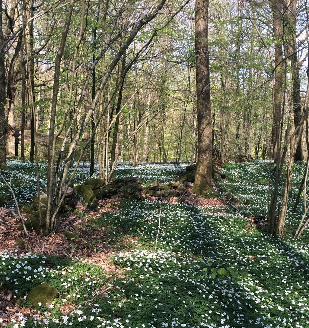 Vad händer i reservaten? Facebook-sidan Kronobergs naturreservat finns till för dig som vill få det senaste om vad som händer i naturreservaten. Var har blåsipporna slagit ut? Var kan jag skåda fågel?